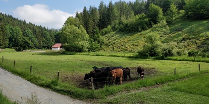 Essen-gehen - Preisniveau: €€ - Österreich - unsere Angus Rinder, die wir auf zwei Weiden halten - Freizeitanlage Gallien Fam Toifl