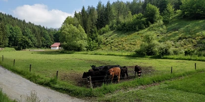 Essen-gehen - Waldviertel - unsere Angus Rinder, die wir auf zwei Weiden halten - Freizeitanlage Gallien Fam Toifl