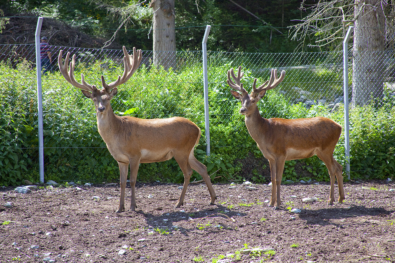 Essen-gehen - Sitzplätze im Freien - Tirol - Wildererhütte