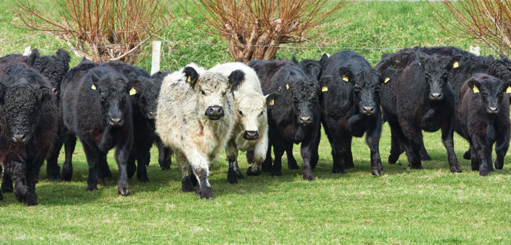 Restaurant: Gasthof Waldeslust