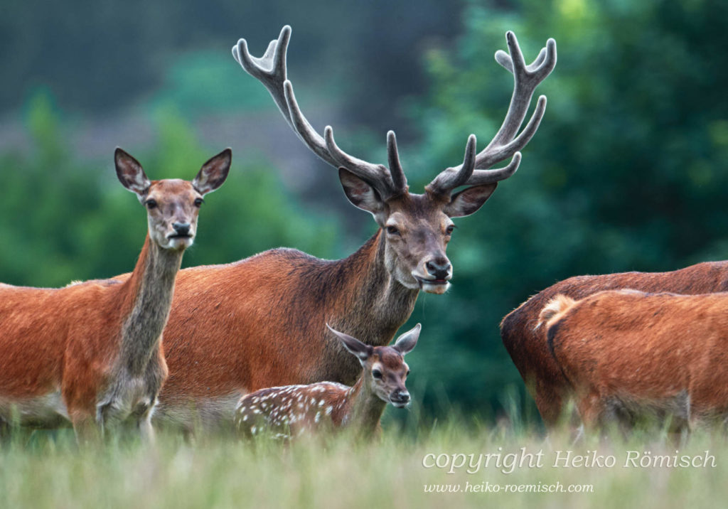 Restaurant: Gasthof Waldeslust