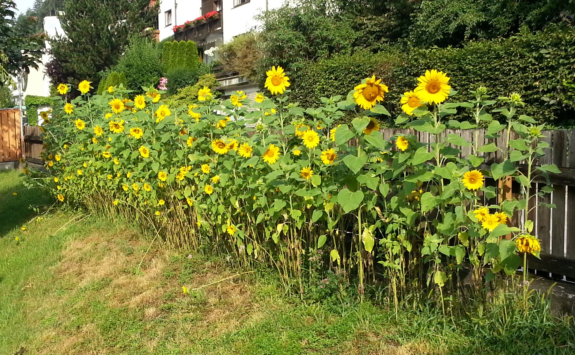 Essen-gehen - Gnadenwald - Gasthaus Römerwirt