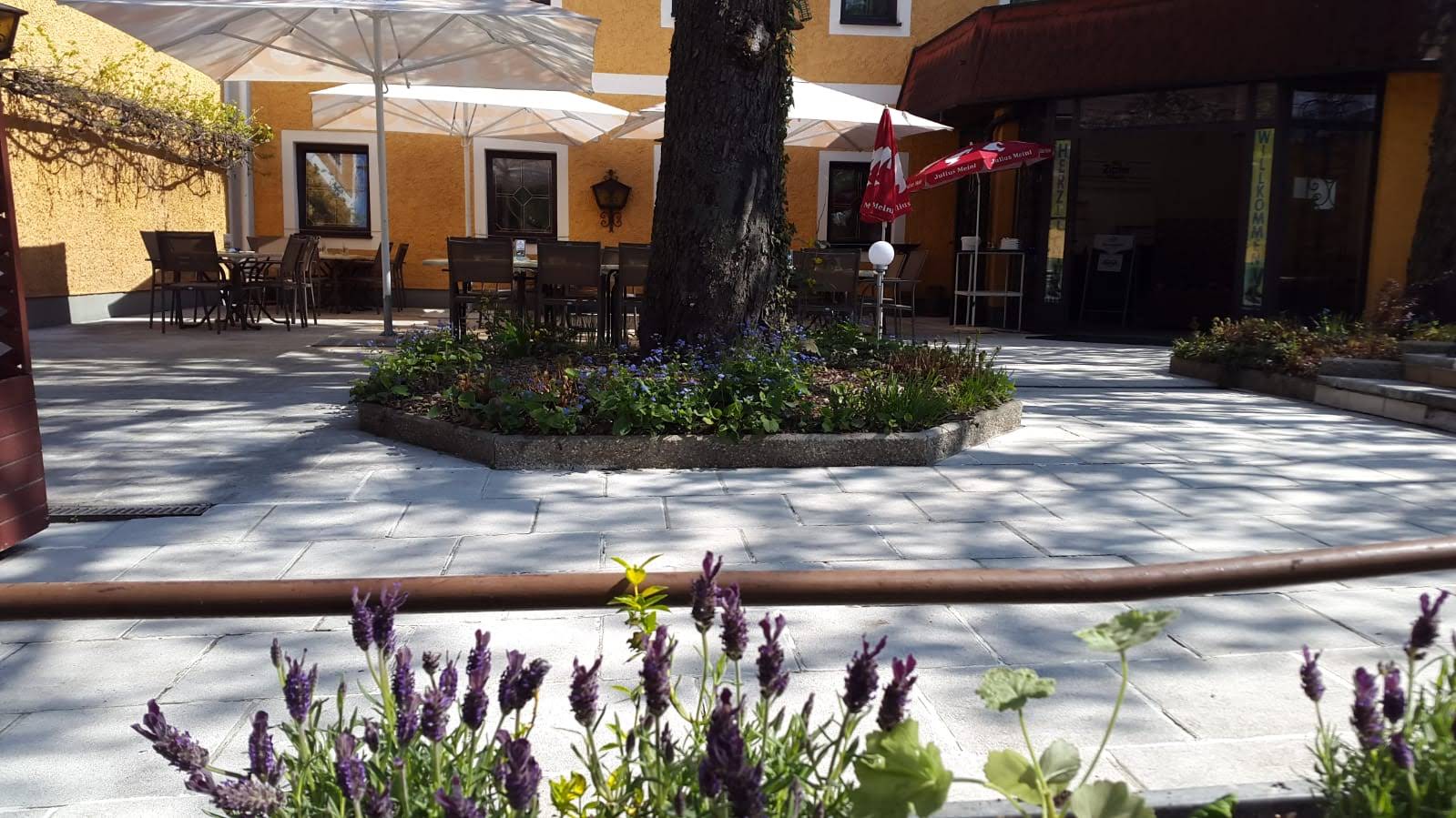 Essen-gehen - Wels Wels-Stadt - Unser schattiger Gastgarten mit alten Kastanienbäumen. - Gasthaus Wirt in Strass