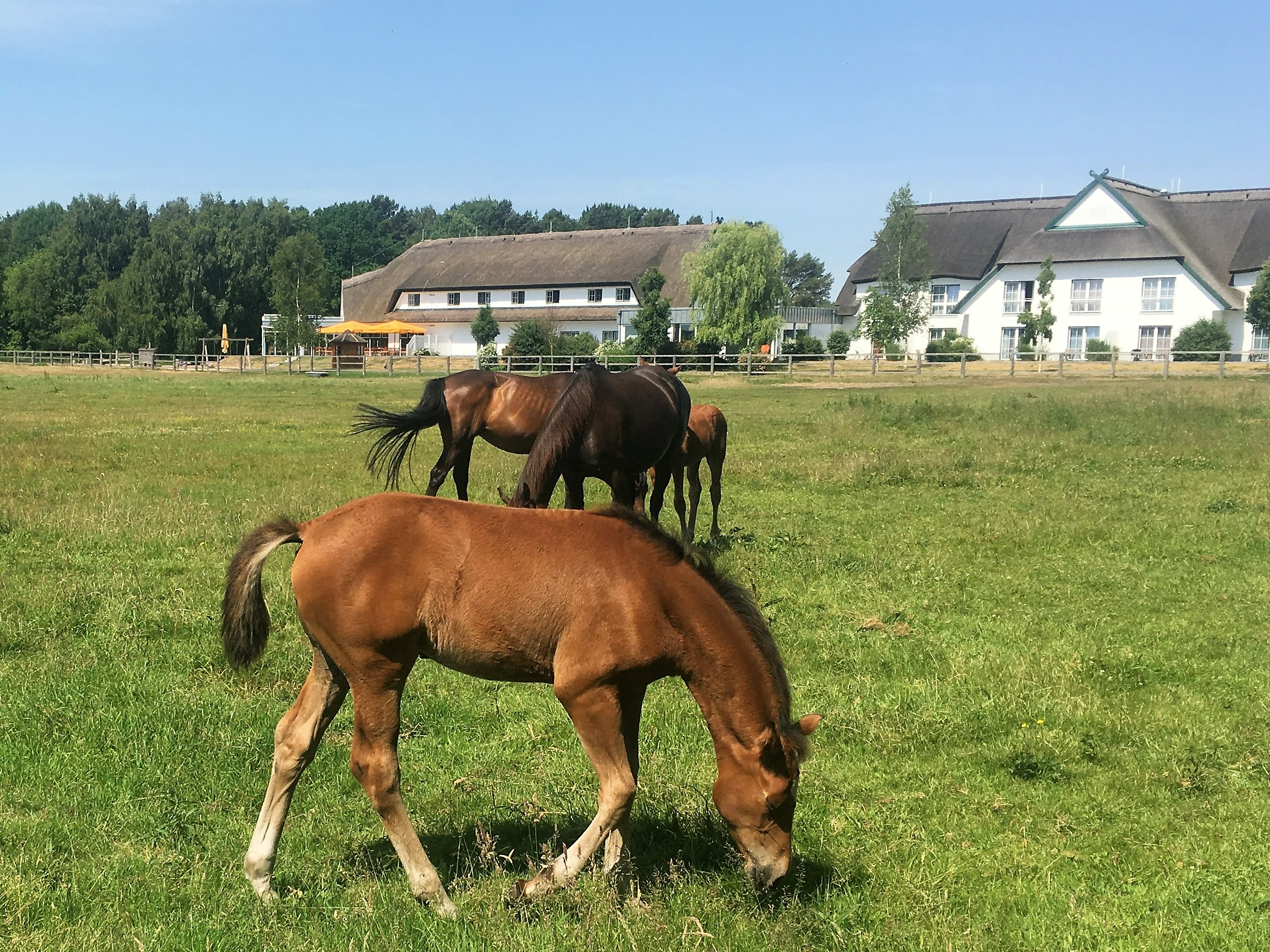 Restaurant: Blick auf die Pferdekoppeln - Restaurant & Café Friesenhof
