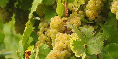 Essen-gehen - Sitzplätze im Freien - Wien Wieden - Wein aus Wien - Buschenschank Grausenburger