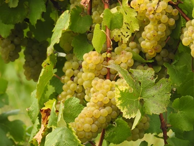 Restaurant: Wein aus Wien - Buschenschank Grausenburger