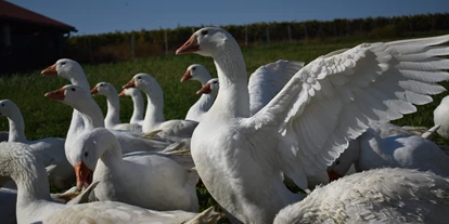 Essen-gehen - Sitzplätze im Freien - Wien Wieden - Gänse aus dem Wein-viertel - Witwe Bolte