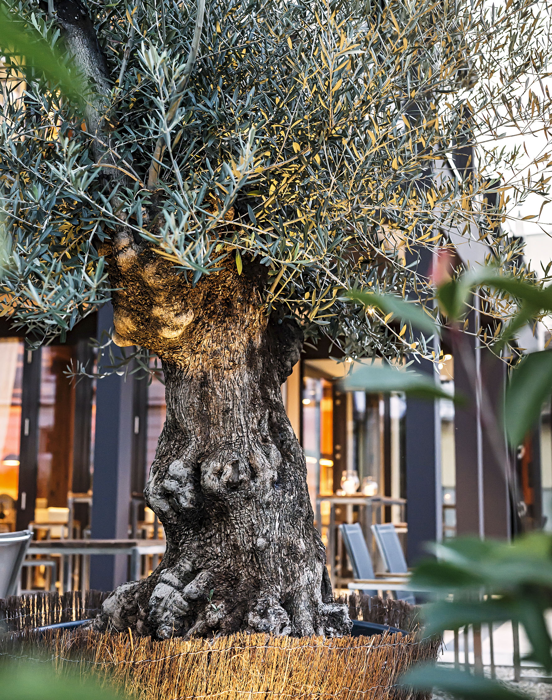 Essen-gehen - grüner Gastgarten - Wien Mariahilf - Olivenbaum - Terra Rossa