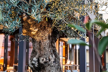 Restaurant: Olivenbaum - Terra Rossa
