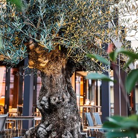Restaurant: Olivenbaum - Terra Rossa
