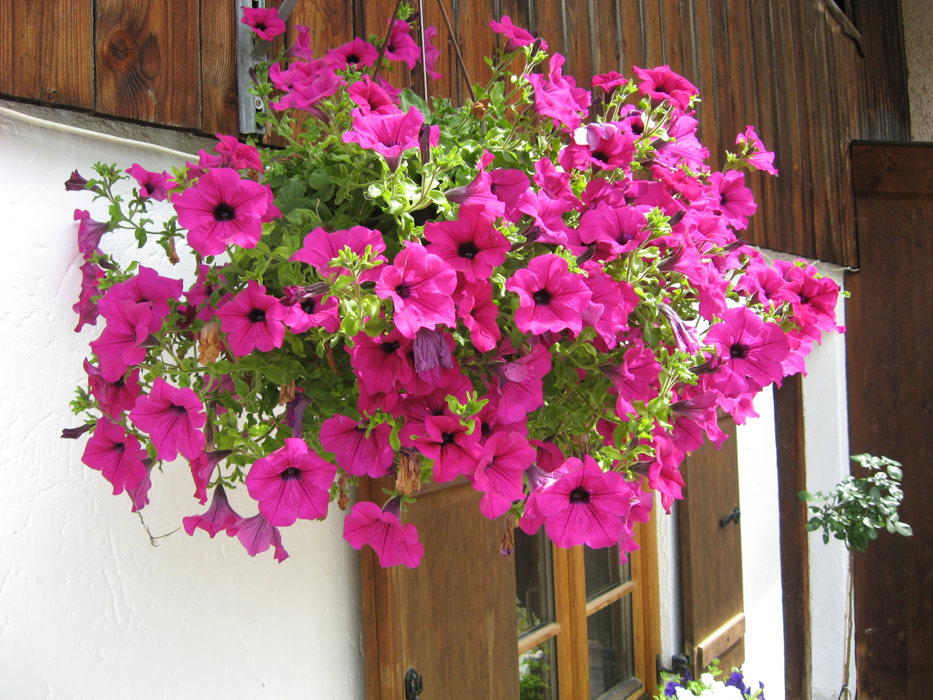 Essen-gehen - Mahlzeiten: Mittagessen - Bayern - Gasthof Die Schweizer Wirtin